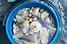 Саратовцы на лугу собирали опята